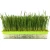 Import Cat snack seeds wheat from catnip grass to fur-ball catnip plant 30 g pack from China