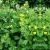 Import Celandine herb from Russia from Russia