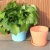 Import cheap green color self watering round garden outdoor planter flower pot for sale from China