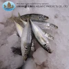 China wholesale frozen whole seafood horse mackerel