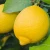 Import Chinese Fresh Eureka lemon for export from China