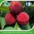 Import Chinese Fresh Waxberry Bayberry Fruit For East Euro Market from China