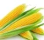 Import Corn  staple fiber  use for spinning  nonwoven filling from China