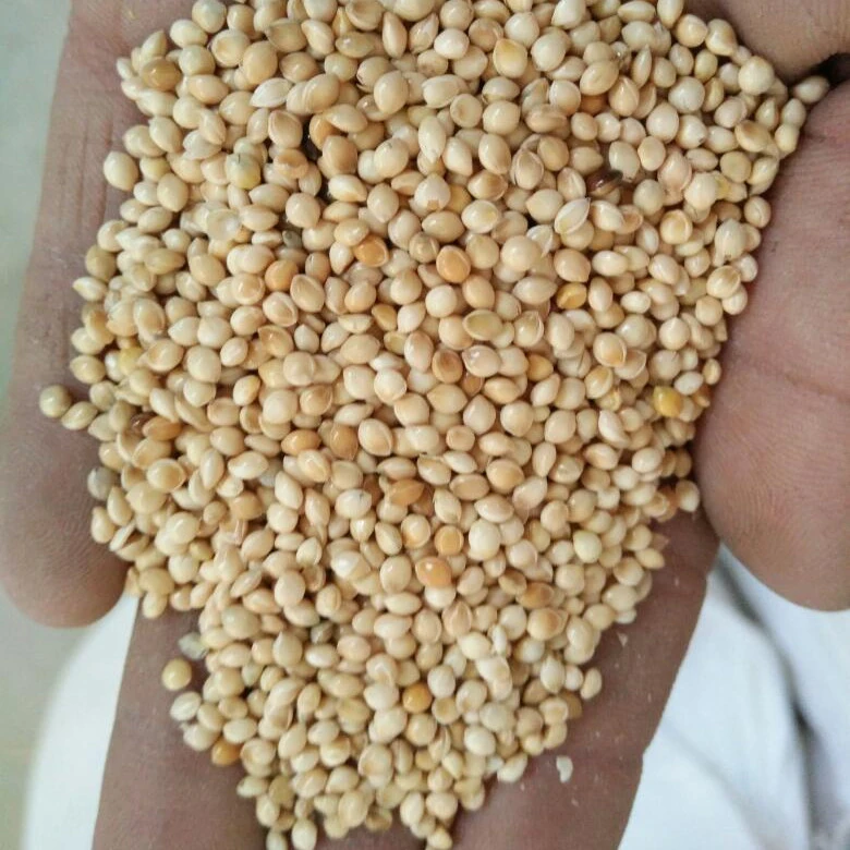 crop white red black yellow glutinous broomcorn millet sticky millet for bird feed