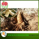 Delicious winter vegetable/ bamboo shoot on sale