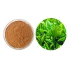 Factory Supply Green Tea Extract 90% 95% 98% EGCG