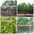 Import for outdoor landscaping ornamental bonsai plants from China