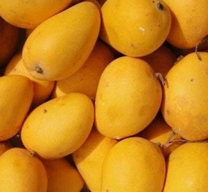 Fresh Aphonso Mango, Kesar Mango, Ratnagiri Mango, fruits, juice, cocktail