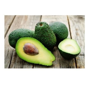 Fresh avocado wholesale supplier of bulk quantity
