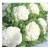 Import fresh Cauliflower exporters/gobi suppliers in india/fresh vegetables export from India