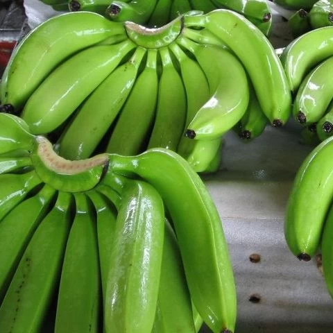 Fresh Cavendish Bananas /Green Bananas/G9 Bananas!,,