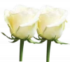 Fresh cut flowers suppliers white rose flowers From Kenya