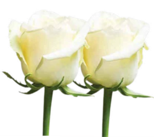 Fresh cut flowers suppliers white rose flowers From Kenya