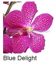 Fresh cut orchids MOKARA & Aranda - mokara blue delight