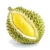 Import Fresh Durian High Quality for sale/ Fesh packaged durian for export from Brazil
