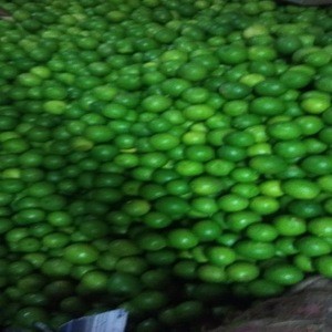 fresh lime and lemons From India