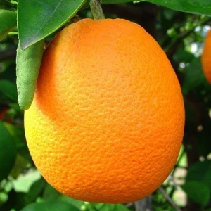 Fresh Oranges /Fresh Citrus Fruits