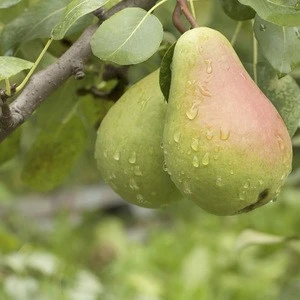 Fresh Packham Pears