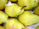Fresh Pears from South Africa at Good Price