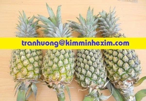 Fresh Pineapple Fruit - Fresh Queen Pineapple