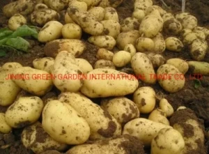 Fresh Potato China Origin Netherland Seed Yellow Meat