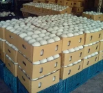 FRESH YOUNG COCONUT FROM THAILAND