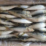 Frozen Sardine fish