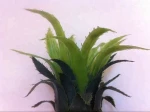 Fruit model for PU Pineapple Foam Stress Ball, Anti Stress Pineapple