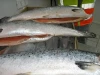 Good quality Fresh / Frozen Atlantic Salmon Fish