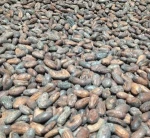 High Grade Dried Raw Cocoa Beans