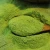 Import High-purity three in one Matcha tea powder containing sugar as tea drink ingredients from China