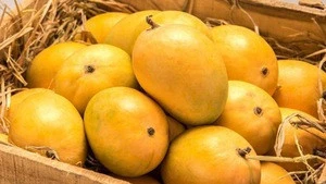 HIGH QUALITY Fresh Green/Yellow Mango