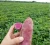 Import High Quality Fresh Sweet Potato, Purple Sweet Potato, 2017 crop from China