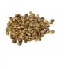 High Quality Hemp Seeds Organic and Conventional