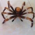 Import Hot sale crazy halloween party decoration spider from China