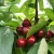 Import Hot sale high quality fresh delicious cherry from China