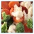 Import Hot sale New arrival fresh Frozen IQF California Mixed Vegetable from China