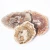 Import Hot Sale Petrified Wood Natural Raw Fossil Stone For Home Decoration from China