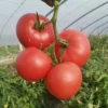 Hybrid Big Red Tomato Seeds 209 for planting