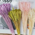 Imported Manufacturers hot sale fresh cut  Spanish wheat preserved eternal natural craft dried flower