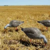 Lifelike hunting canadian goose decoys for wild hunting