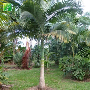 Natural evergreen 75cm root diameter walsh river palm nursery plant tree Archontophoenix maxima