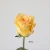 Import Natural Fresh Flower  ROSE Wholesale For Wedding from China