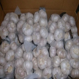 New Crop 5cm-6.5cm pure white and normal white fresh garlic