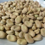 New Crop Fresh Dry Broad Beans