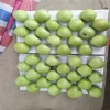 New Crop Fresh Qinguan Apple/Green Apple
