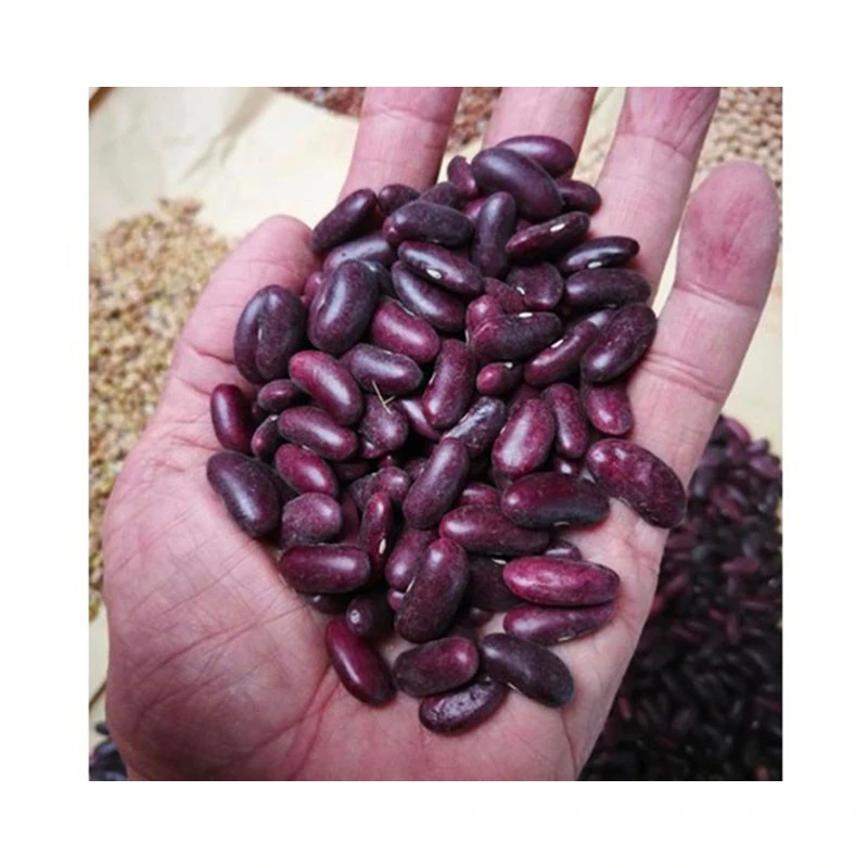 New Crop Red Kidney Beans Wholesale From Myanmar
