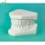 Import New technology Customized Dental 3D printing SLA Medical grade photosensitive resin typodont tooth model from China