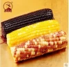 Non-GMO Purple corn and Multicolor Glutinous Corn