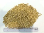 Oats
